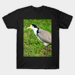 Australian Masked Lapwing (Plover) T-Shirt